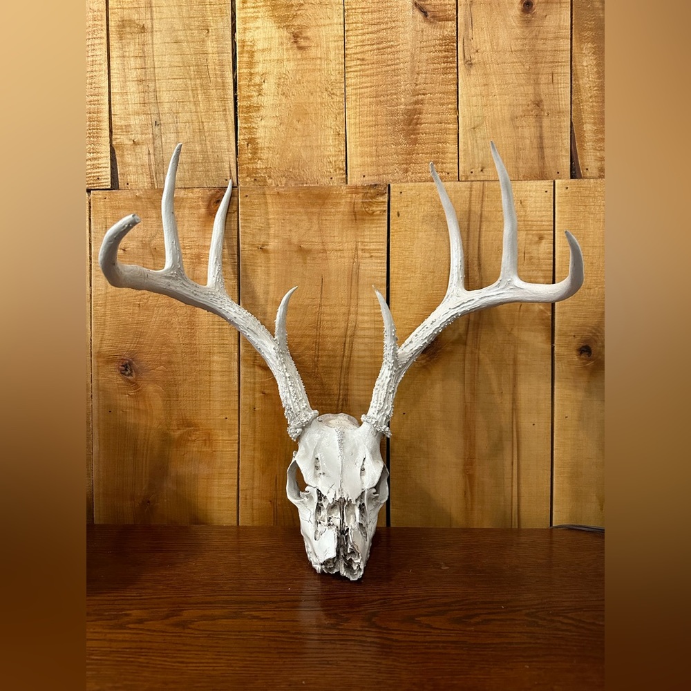 Whitetail Deer Skull with 8 Point Rack